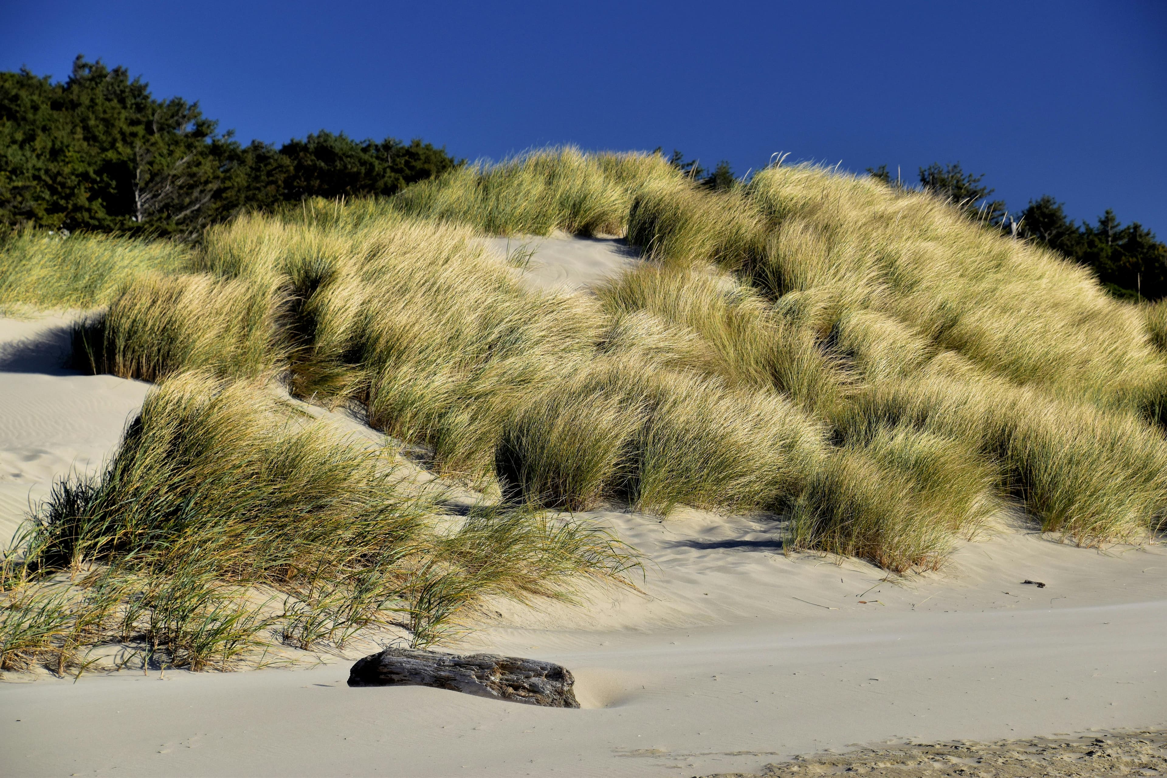 Oregon coast dunes near Florence